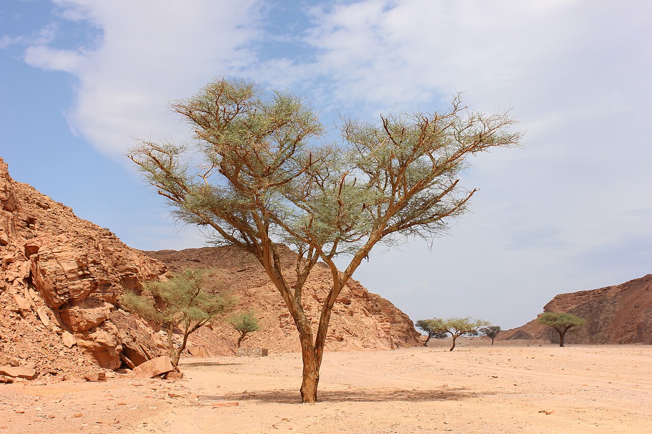 オアシスの木の風景