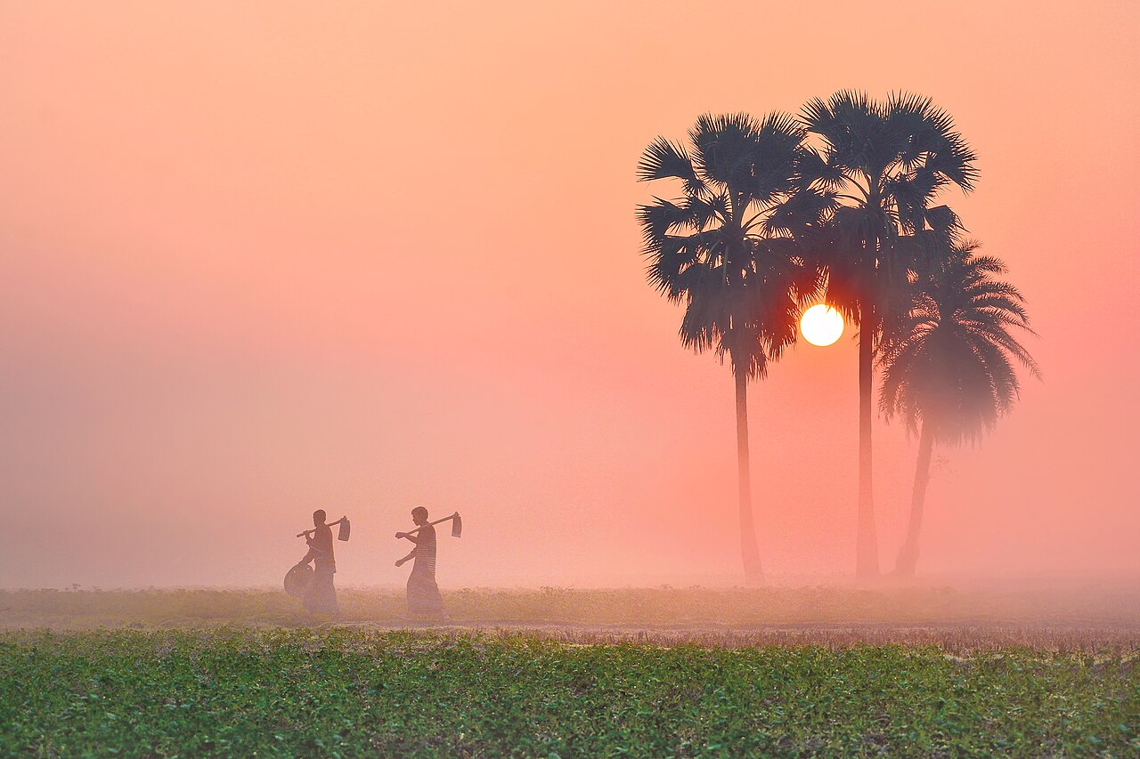 A foggy winter morning