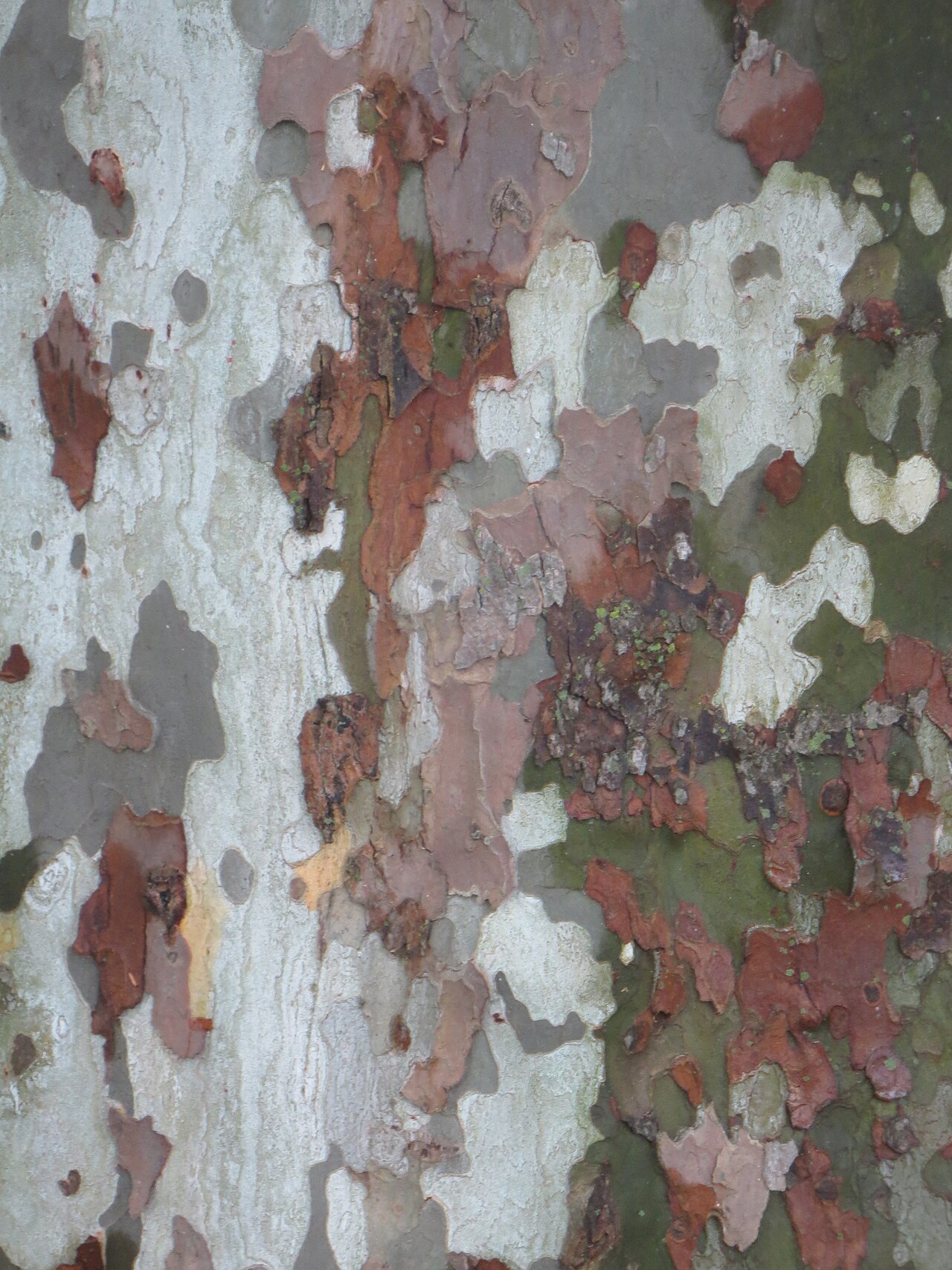 2018-04-29 - Écorce de platane