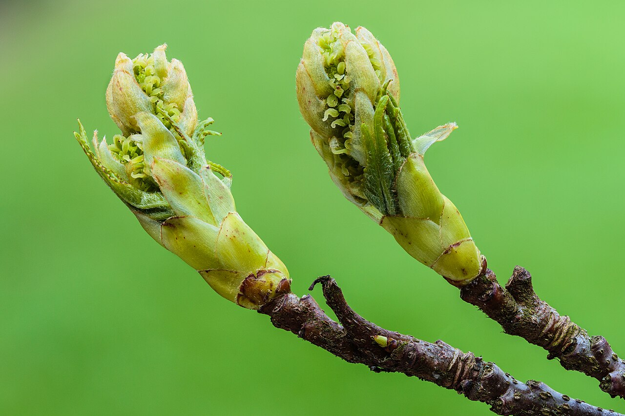 Amberboom (Liquidambar styraciflua) 14-04-2025 (d.