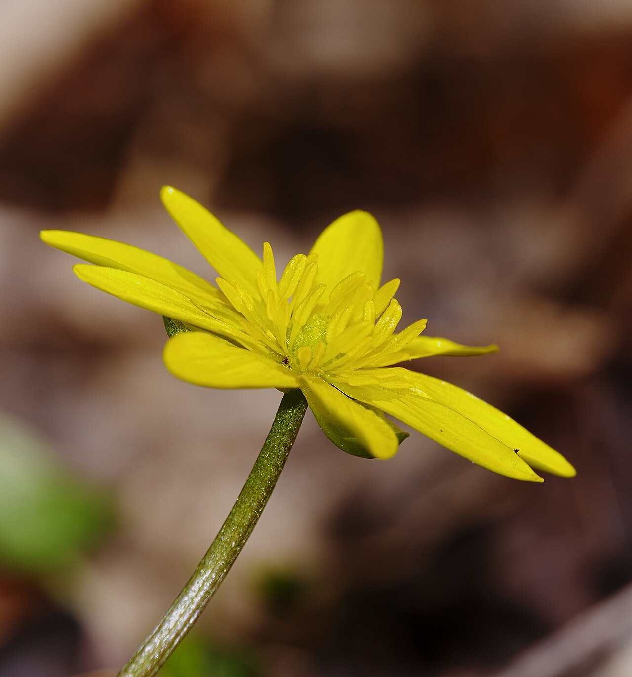 2014.03.09.-23-Kaefertaler Wald-Mannheim-Fruehling