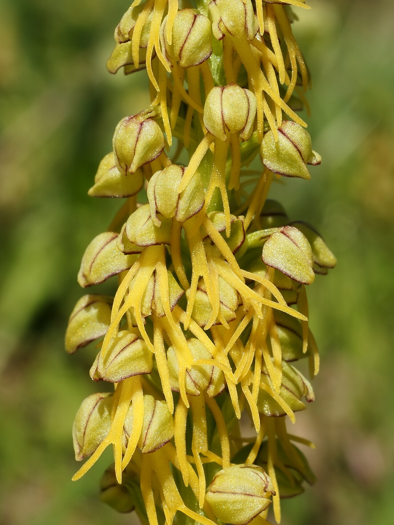 Aceras anthropophora (detail)