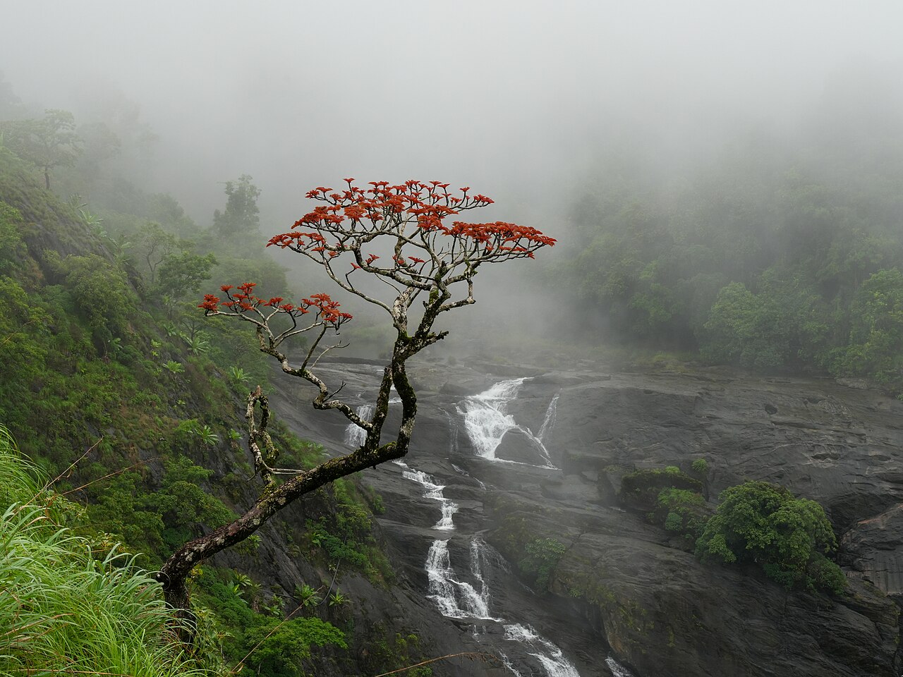 Coral Tree Monsoon Mallalli Falls Hassan Jun24 A7C