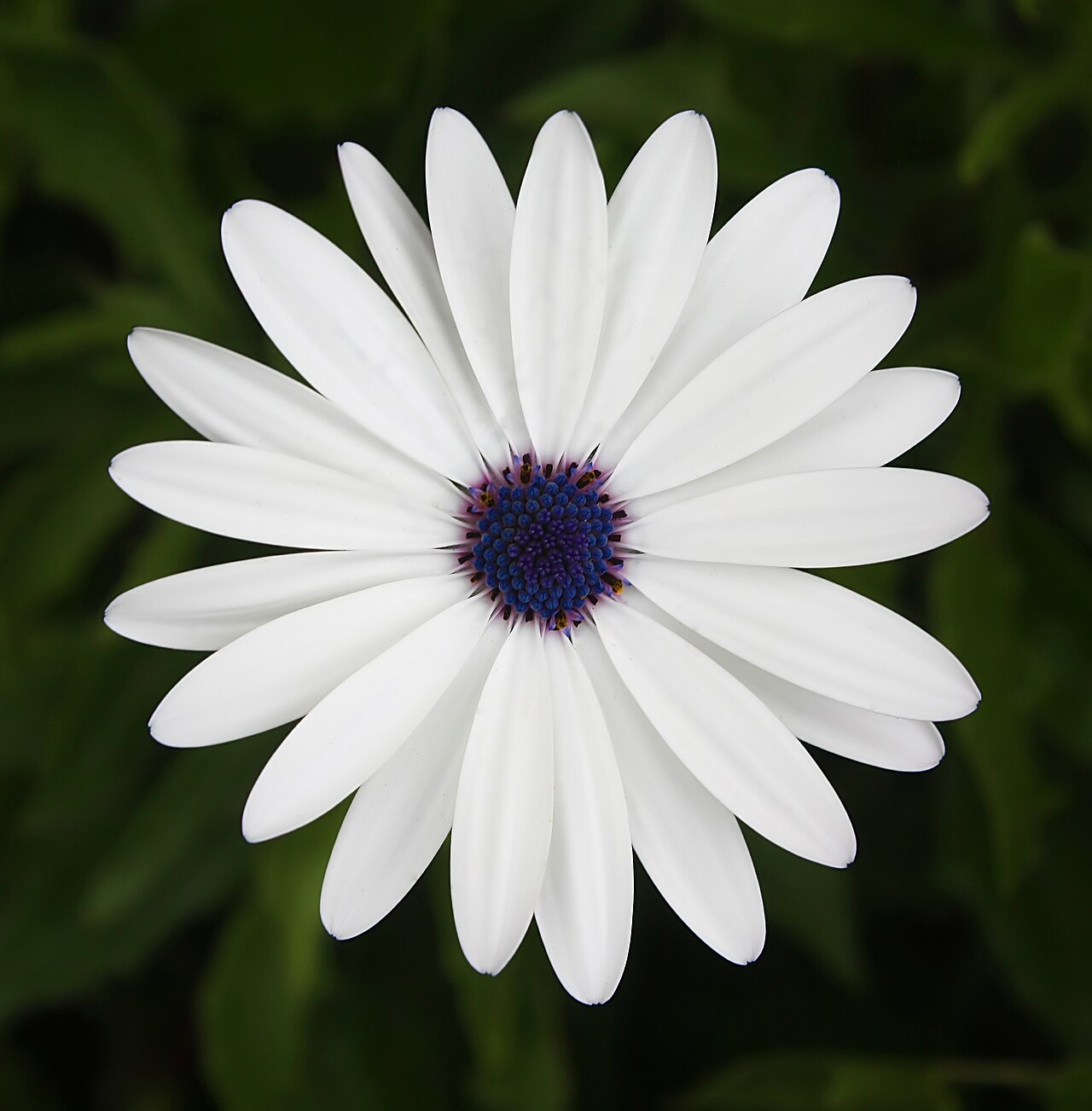 African Cape Daisy (Osteospermum barberiae)