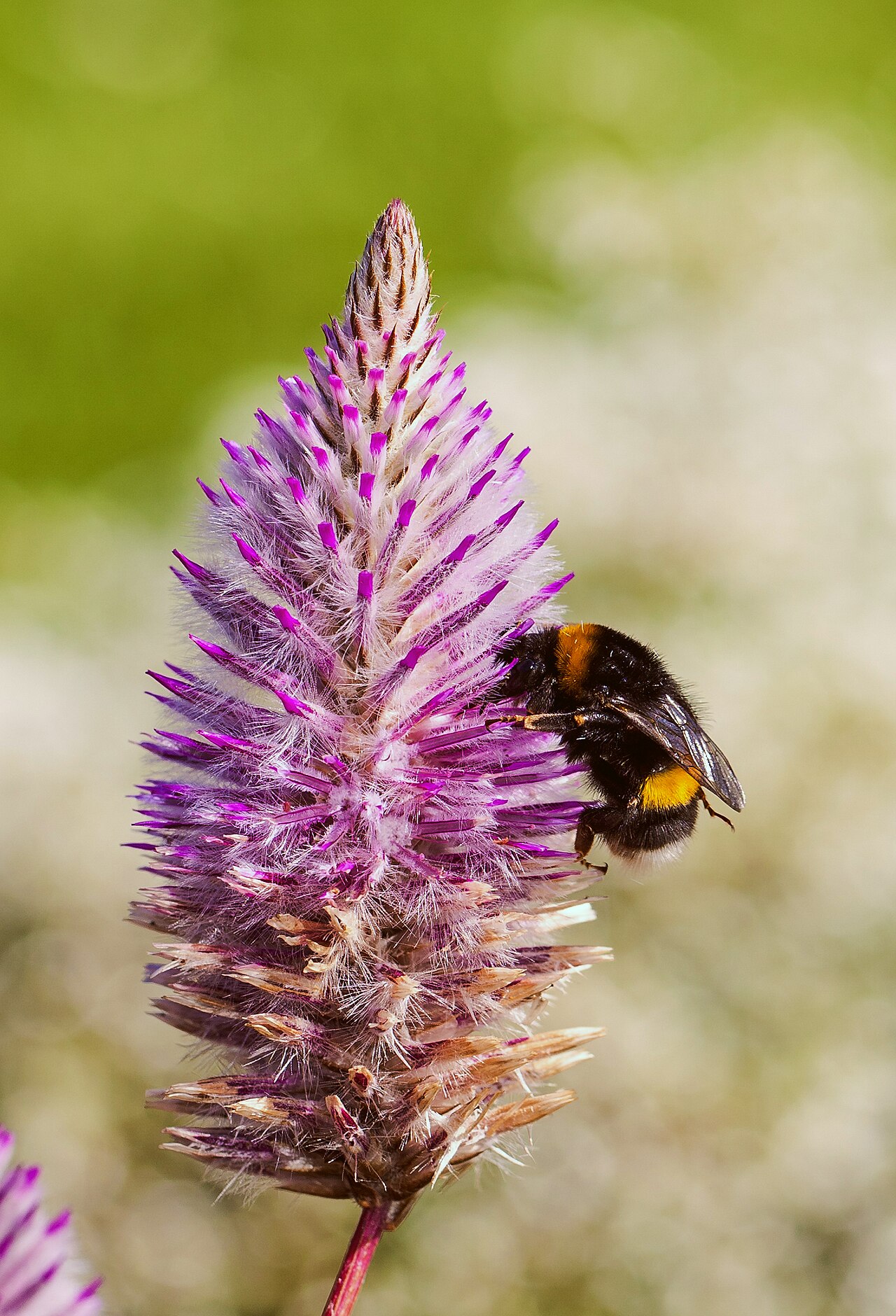 Abeja (Bombus terrestris) en un Ptilotus exaltatus