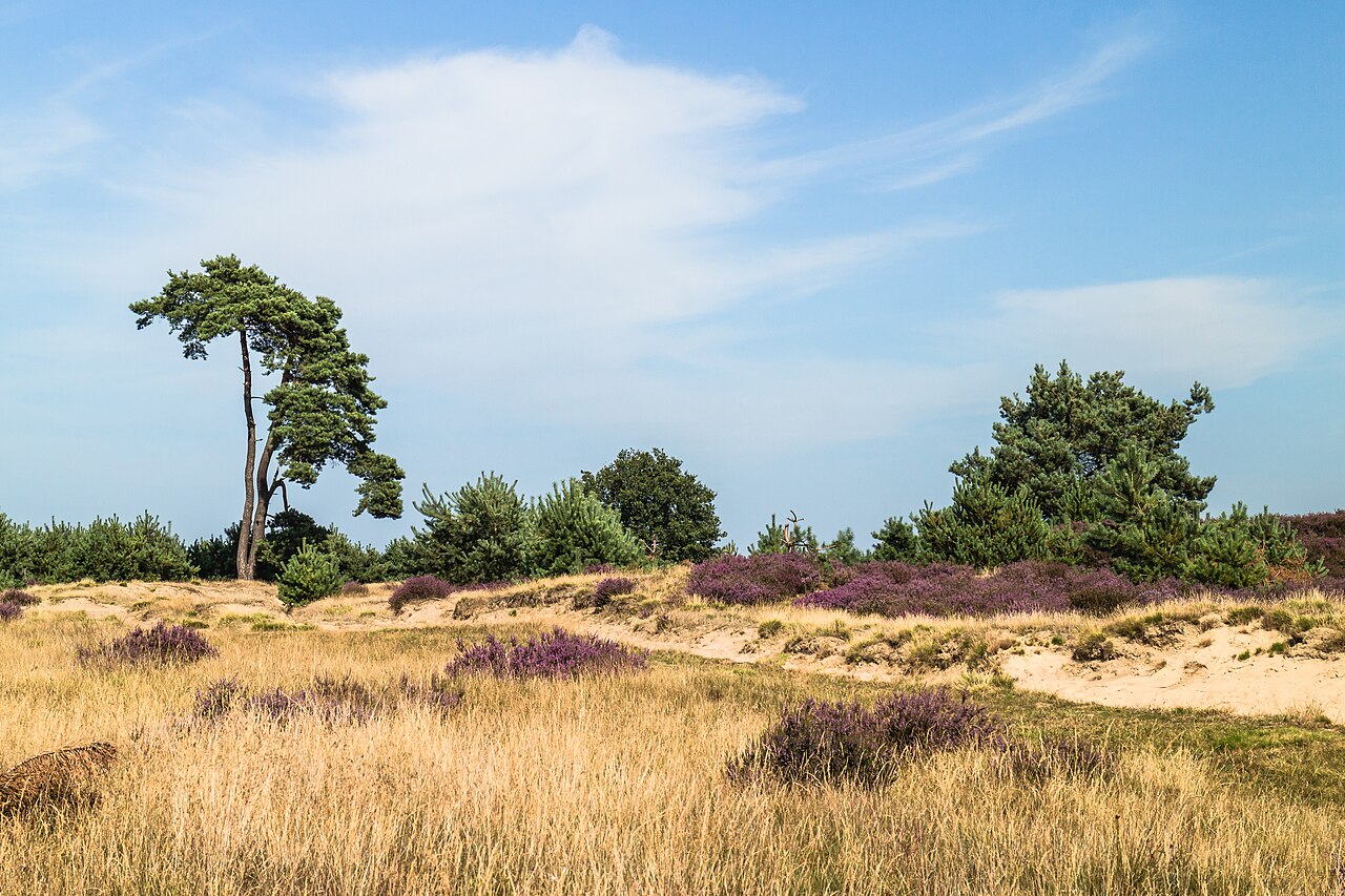 Aekingerzand Nationaal Park Drents-Friese Wold. 11