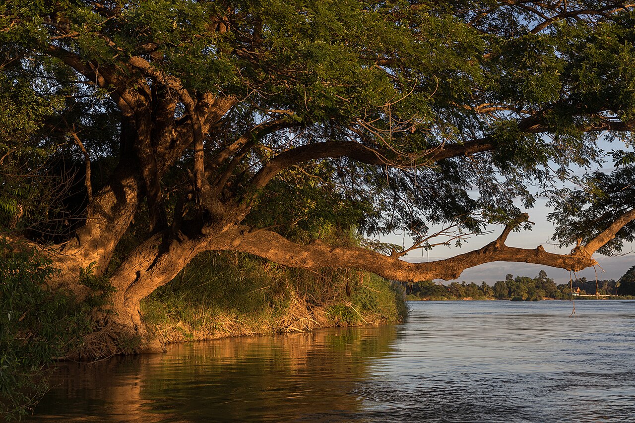 Albizia saman trunk leaning over the water on a Me