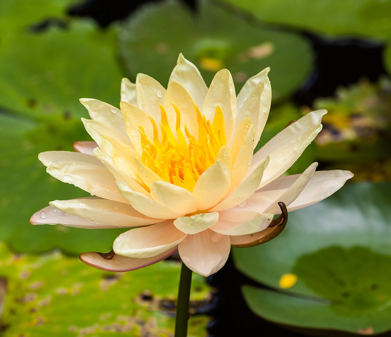 Adarga (Nymphaea alba), Ciudad Ho Chi Minh, Vietna