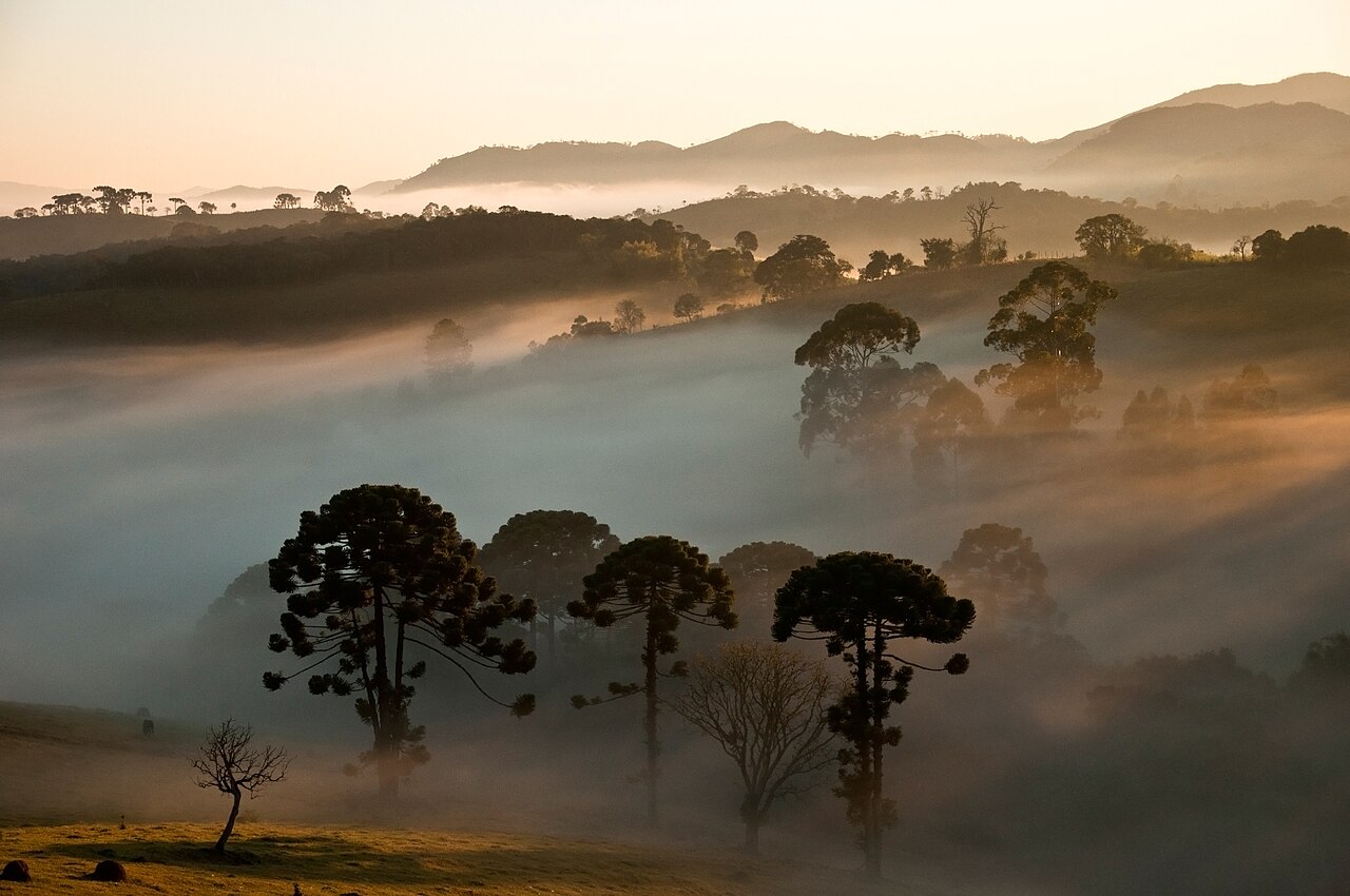 Araucárias ao fundo Parque Nacional da Serra da Bo