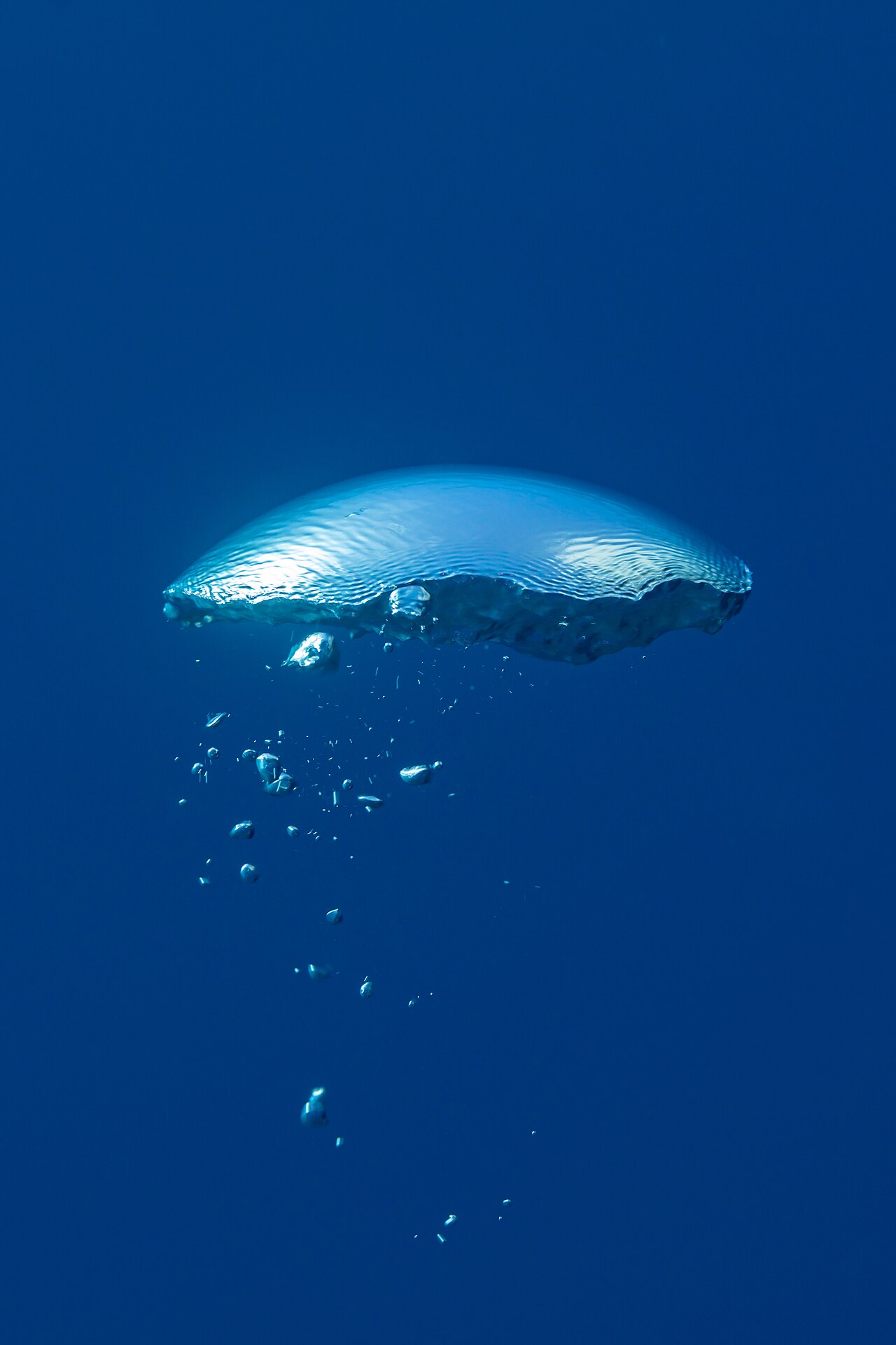 Burbuja subacuática, Cabo San Lucas, Baja Californ