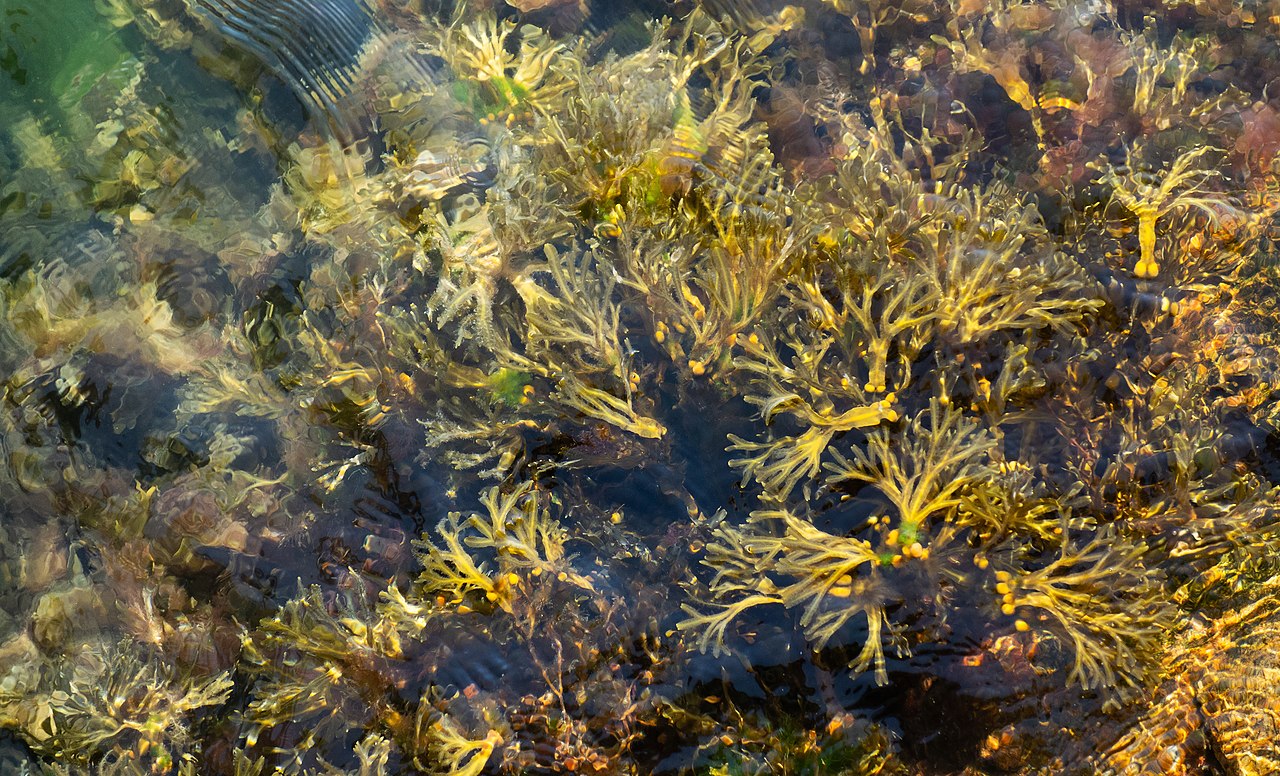 Bladder wrack in Sämstad harbor 1