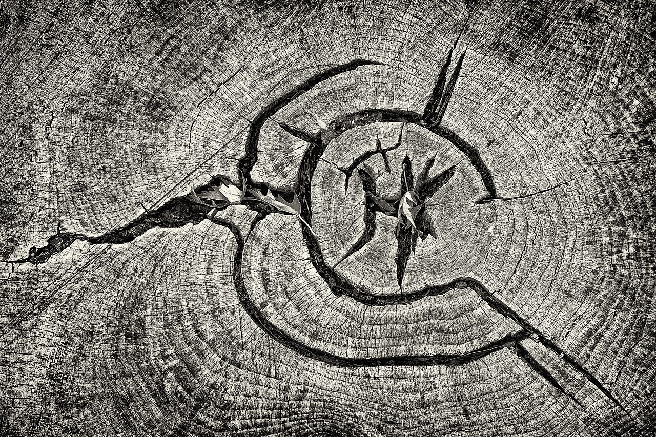 Abstract pattern on a tree stump