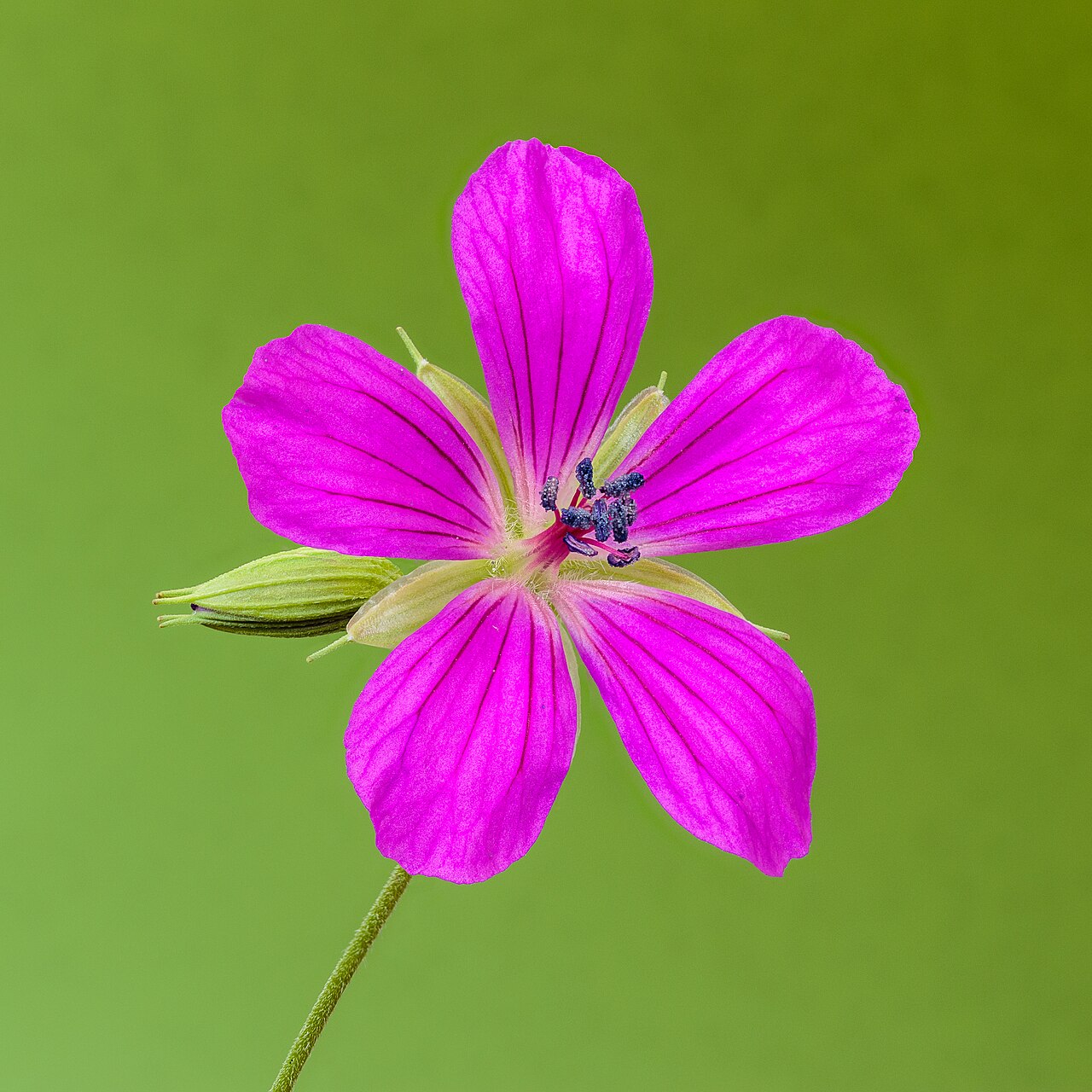 Bloem van een Geranium palustre. 03-07-2021 (actm.