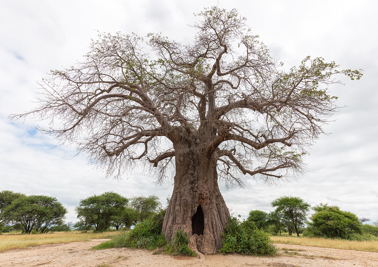 Baobab (Adansonia digitata), parque nacional de Ta