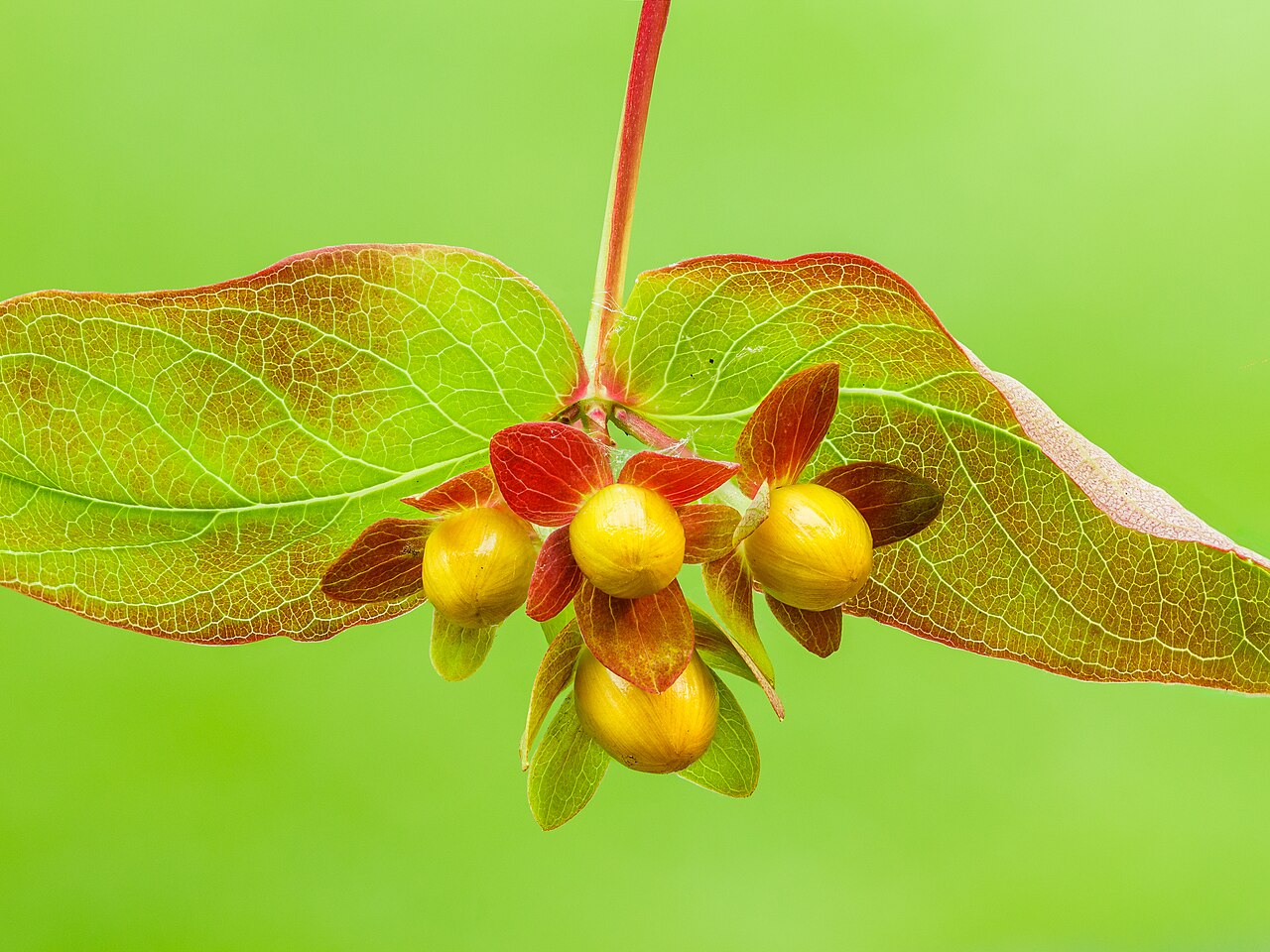 Bloemknoppen van een hertshooi (Hypericum). 13-06-
