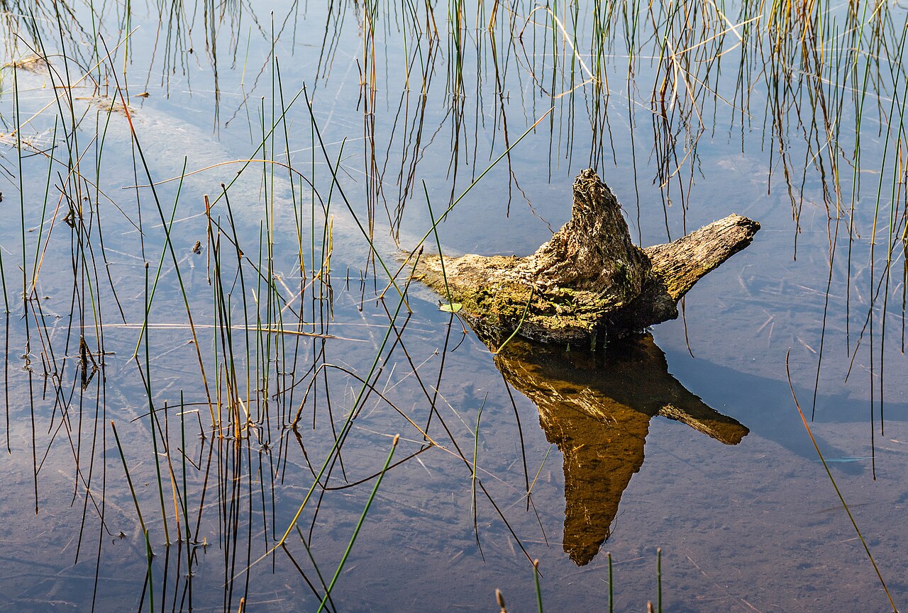 Aekingerzand Nationaal Park Drents-Friese Wold. 11