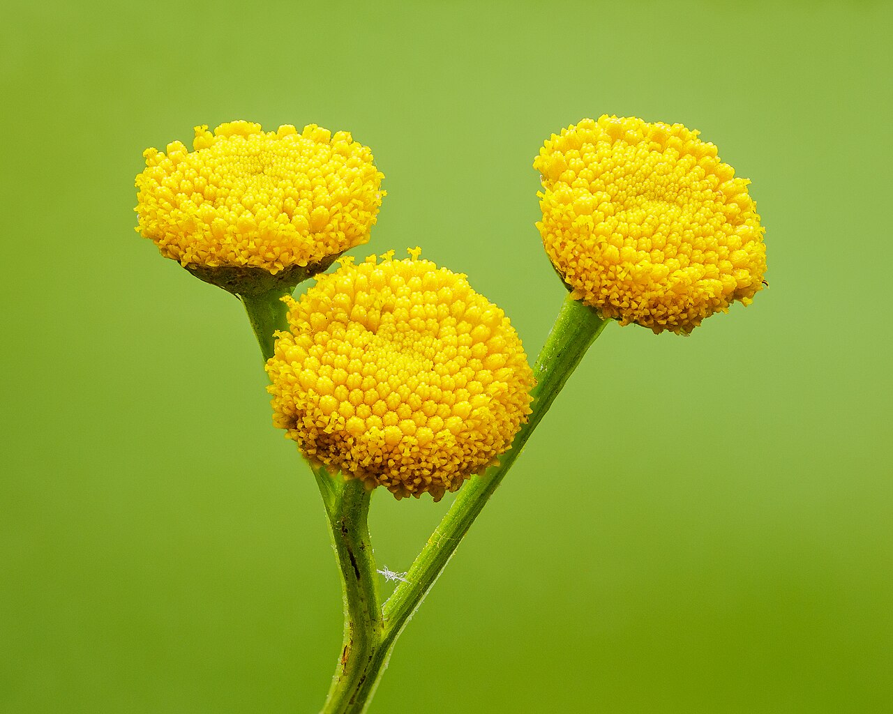 Bloemen van Boerenwormkruid (Tanacetum vulgare). 1